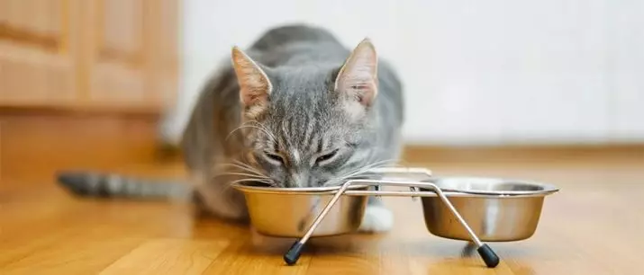 Ingeblikt voedsel voor katten: voer cijfer in kittens banken, de beste kwaliteit bewaard gebleven super premium pies 11825_12