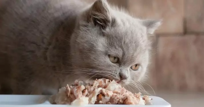 Ingeblikt voedsel voor katten: voer cijfer in kittens banken, de beste kwaliteit bewaard gebleven super premium pies 11825_14