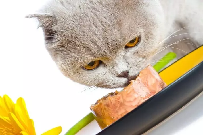 고양이 용 통조림 음식 : 새끼 고양이 은행에서 사료 등급, 최고의 품질 보존 된 슈퍼 프리미엄 파이 11825_16