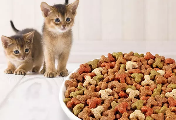 بلی کے بچے کے لئے خشک خوراک: بہترین کھانے کی فیڈ کی درجہ بندی. کیا مجھے اسے سوئنگ کرنے کی ضرورت ہے؟ جانوروں کی جائزہ 11828_10