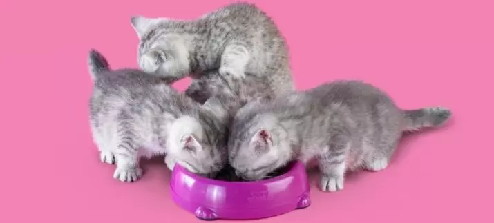 بلی کے بچے کے لئے خشک خوراک: بہترین کھانے کی فیڈ کی درجہ بندی. کیا مجھے اسے سوئنگ کرنے کی ضرورت ہے؟ جانوروں کی جائزہ 11828_2