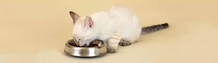 بلی کے بچے کے لئے خشک خوراک: بہترین کھانے کی فیڈ کی درجہ بندی. کیا مجھے اسے سوئنگ کرنے کی ضرورت ہے؟ جانوروں کی جائزہ 11828_23
