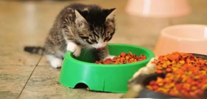 بلی کے بچے کے لئے خشک خوراک: بہترین کھانے کی فیڈ کی درجہ بندی. کیا مجھے اسے سوئنگ کرنے کی ضرورت ہے؟ جانوروں کی جائزہ 11828_26