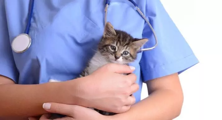 Ikel xott għall-qtates: klassifikazzjoni tal-aqwa għalf tal-ikel. Għandi bżonn nitbandalha? Reviżjonijiet Veterinarji. 11828_31