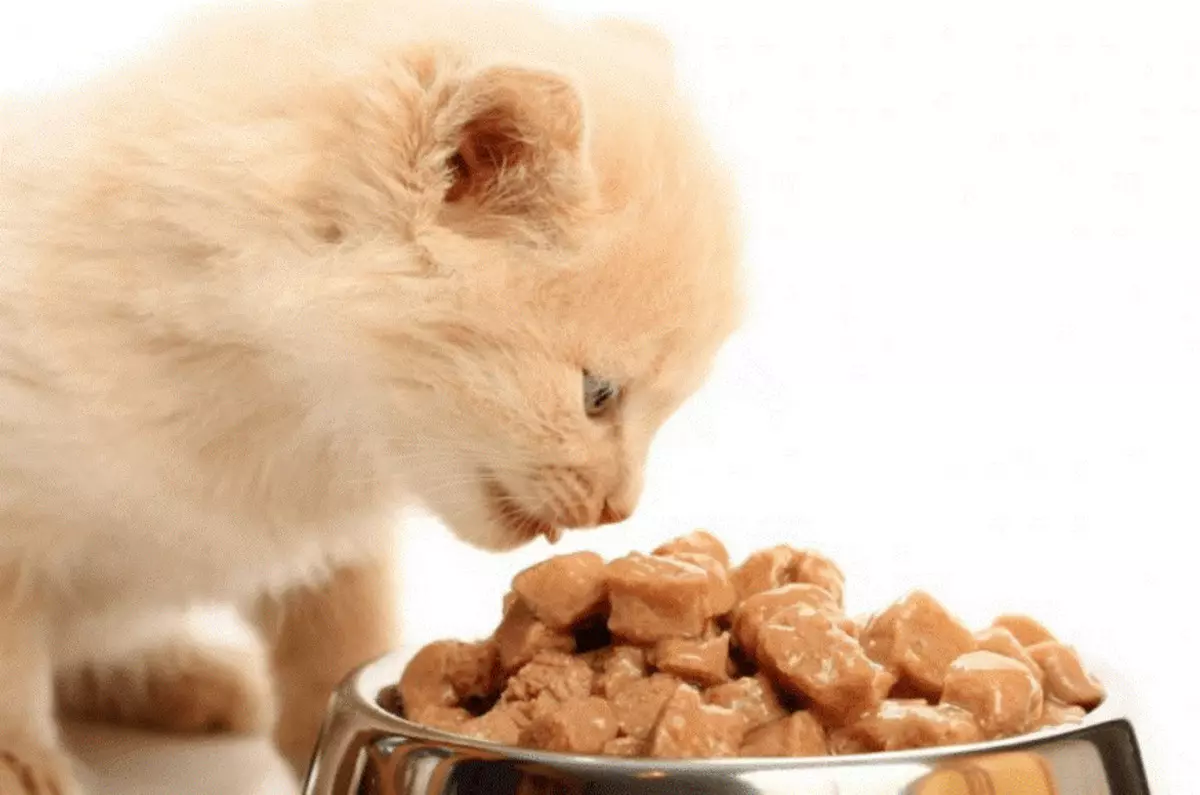 Alimentação úmida para gatos premium: classificação do melhor alimento líquido para gatinhos, boa comida felina suave 11830_15