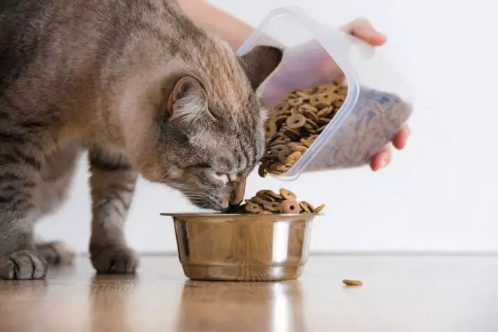 Kissanruoka: Kuinka valita kissanruoka? Luokitusvalmistajat 11831_3
