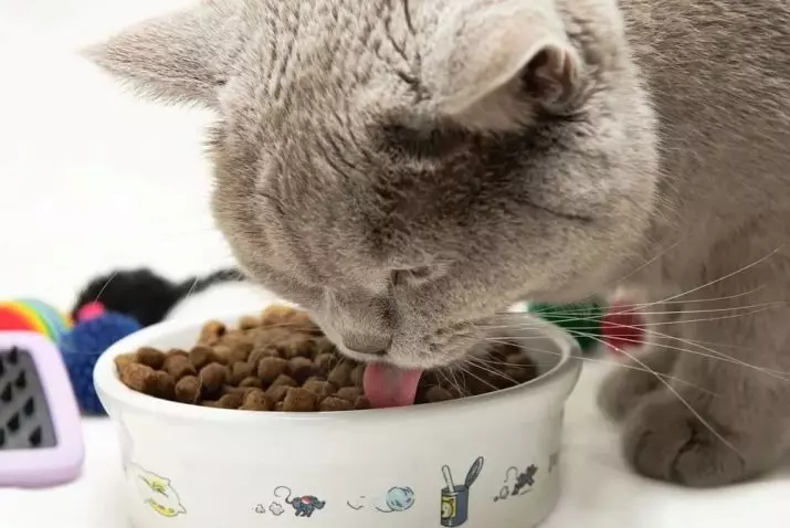 Nat of droog voedsel voor katten: wat is beter om te voeden? Voordelen en nadelen van feed, hun compositie 11832_15