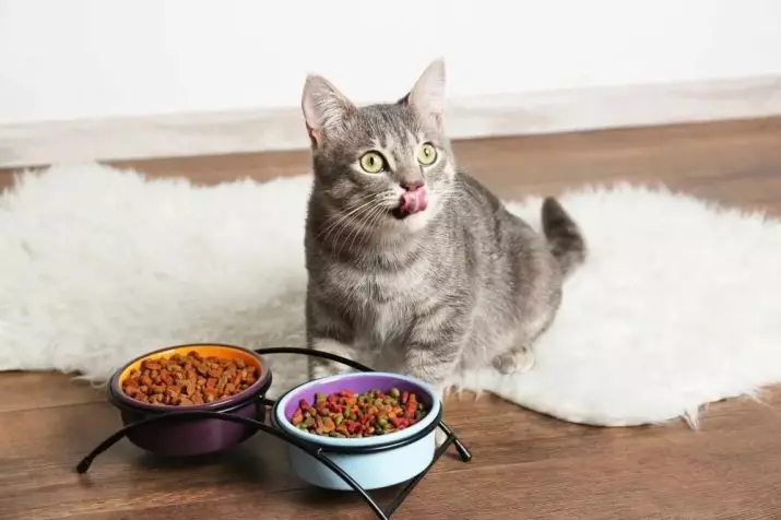 Våt eller torr mat för katter: Vad är bättre att mata? Fördelar och nackdelar med foder, deras sammansättning 11832_17