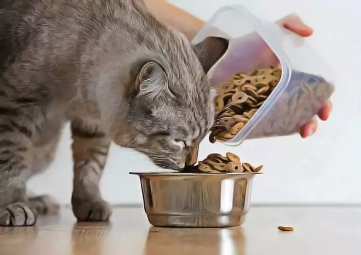 Nat of droog voedsel voor katten: wat is beter om te voeden? Voordelen en nadelen van feed, hun compositie 11832_2