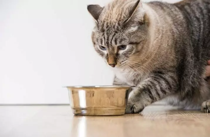 Kā tulkot kaķi uz citu barību? Vai es varu mainīt kaķa sauso pārtiku? Kā tulkot kaķi citā uzņēmuma barībā? 11833_17