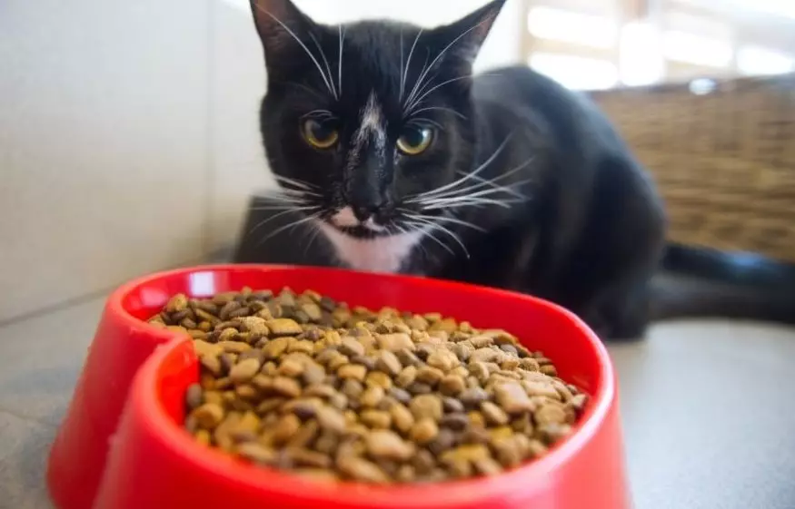 Како да преведете мачка на друга храна? Може ли да ја сменам сувата храна на мачката? Како да преведете мачка на добиточната храна на друга компанија? 11833_21