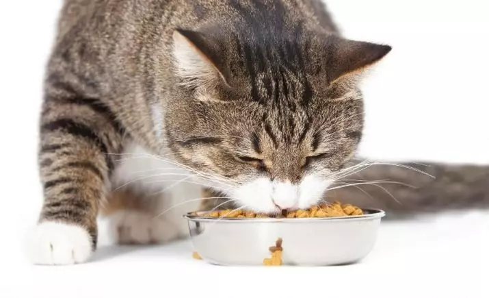Bagaimana cara menerjemahkan kucing ke pakan lain? Bisakah saya mengganti makanan kering kucing? Bagaimana cara menerjemahkan kucing pada feed perusahaan lain? 11833_25