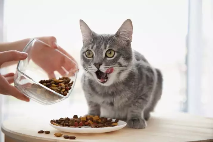 Как да се преведат котка в друга емисия? Мога ли да променя храната суха на котката? Как да се преведат котка на емисията на друга компания? 11833_26