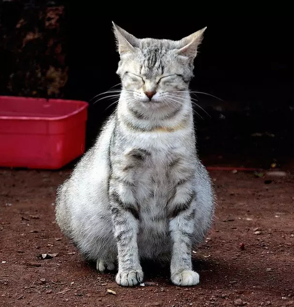 Como traducir un gato a outro alimento? Podo cambiar a comida seca do gato? Como traducir un gato na alimentación doutra empresa? 11833_5