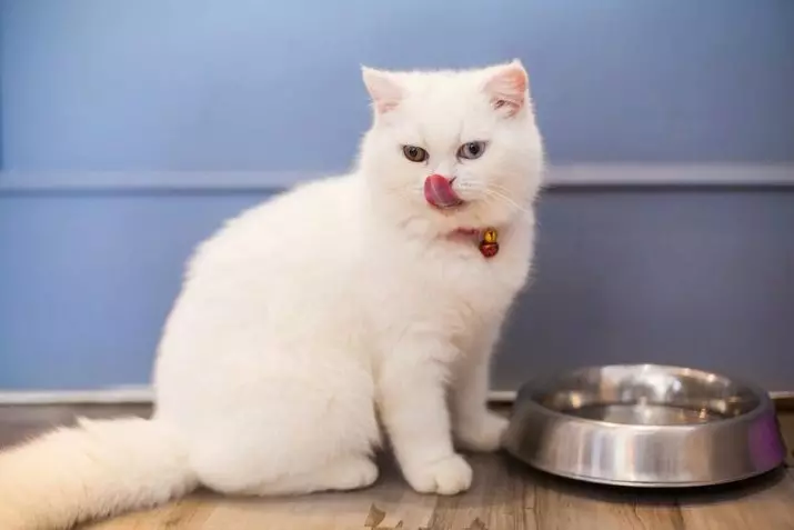 סופר פרימיום חתול להאכיל: דירוג של היצרנים הטובים ביותר, רשימה סקירה של המותגים האליטה ביותר עבור חתולים, ביקורות בעלות 11837_31