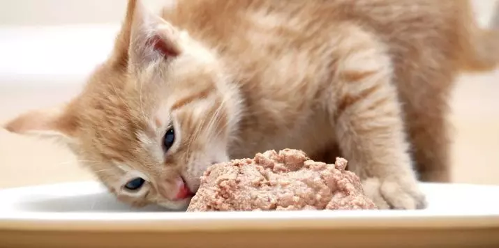 Élelmiszer táskák a macskák: Mi teszi és mennyi macska étel ad egy macskát naponta? Hogyan lehet a macskák fogyasztani folyékony takarmányt? 11843_16
