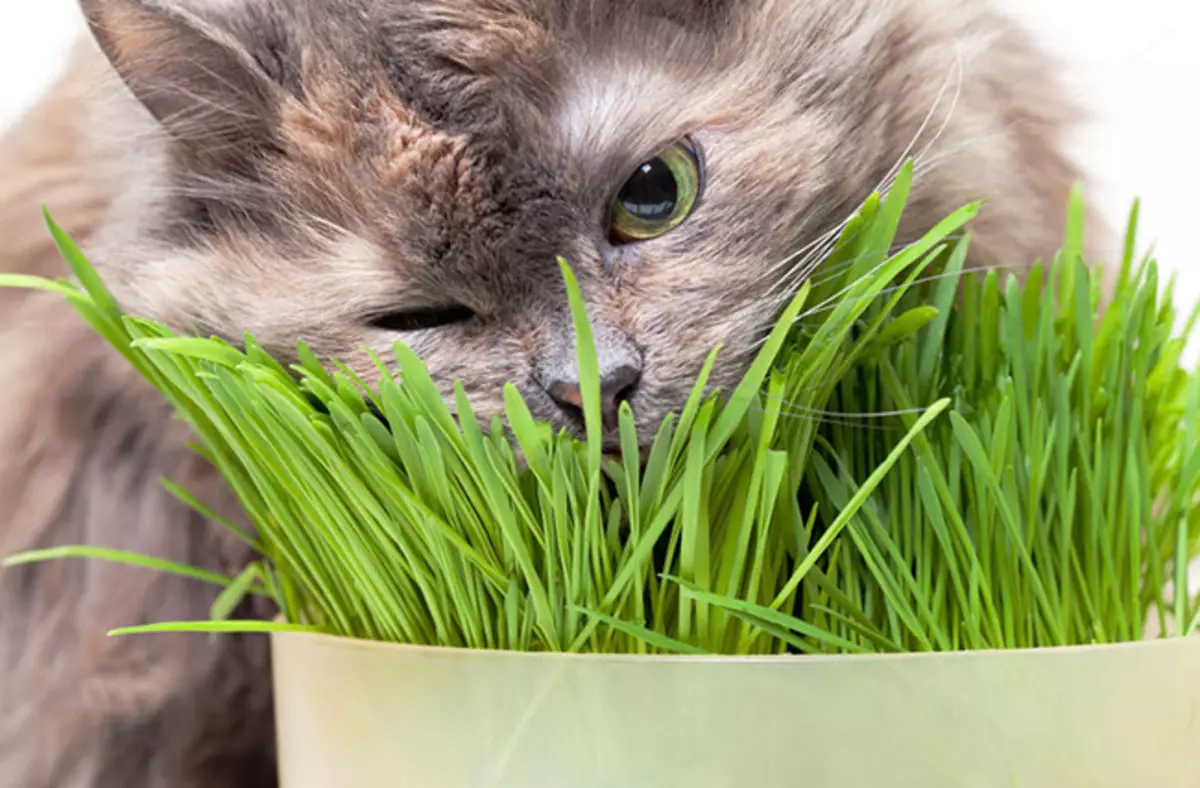 Élelmiszer táskák a macskák: Mi teszi és mennyi macska étel ad egy macskát naponta? Hogyan lehet a macskák fogyasztani folyékony takarmányt? 11843_18