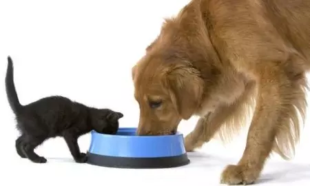 Puc menjar a el gat amb una alimentació de gos? Quins aliments per a gossos és diferent de gat? Donar un gat sec o humit i menjar per a gossos és perjudicial? 11845_2