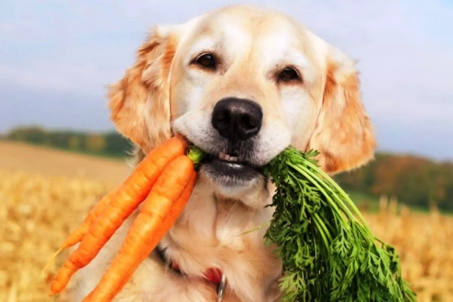 Vai es varu barot kaķi ar suņu barību? Kāds suņu ēdiens atšķiras no kaķa? Dodiet kaķu sausiem vai mitriem suņu ēdieniem un vai tas ir kaitīgs? 11845_4