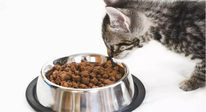 Կարող եմ կատուն կերակրել շան կերակրմամբ: Ինչ շների կերակուրը տարբերվում է կատուից: Տվեք կատու չոր կամ թաց շան սնունդ եւ վնասակար է: 11845_7