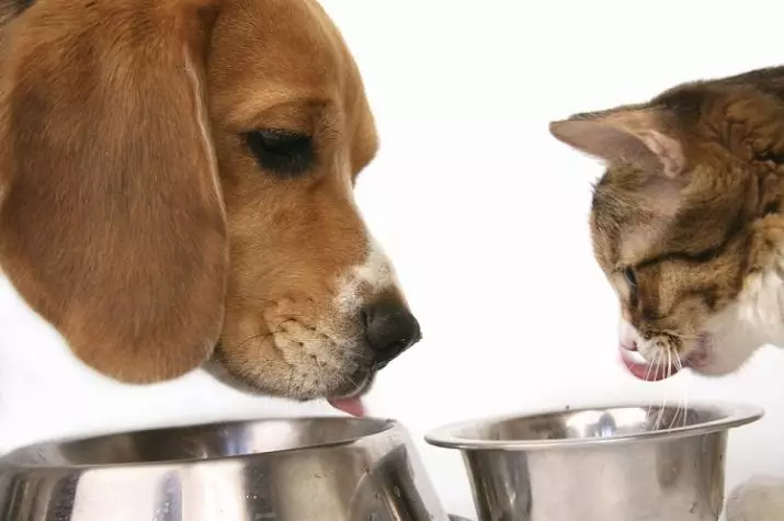 האם אני יכול להאכיל את החתול עם כלב להאכיל? איזה מזון כלבים שונה מן החתול? תן חתול יבש או כלב רטוב מזון וזה מזיק? 11845_9