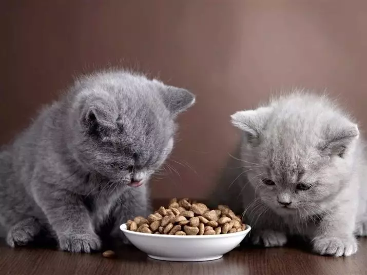 بلی کے بچے کے لئے کھانا (31 فوٹو): چھوٹے بلی کے بچے کے لئے اچھے کھانے کا انتخاب کیسے کریں؟ بہترین مینوفیکچررز کی درجہ بندی جانوروں کی جائزہ 11852_3