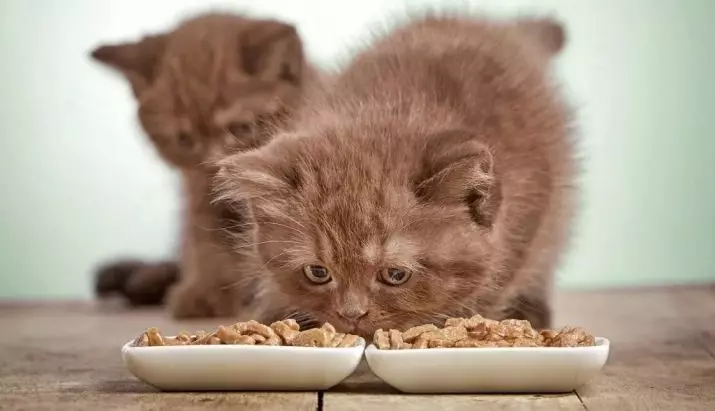 Nourriture pour chatons (31 photos): Comment choisir une bonne nourriture pour les petits chatons? Note des meilleurs fabricants. Vestions vétérinaires 11852_4