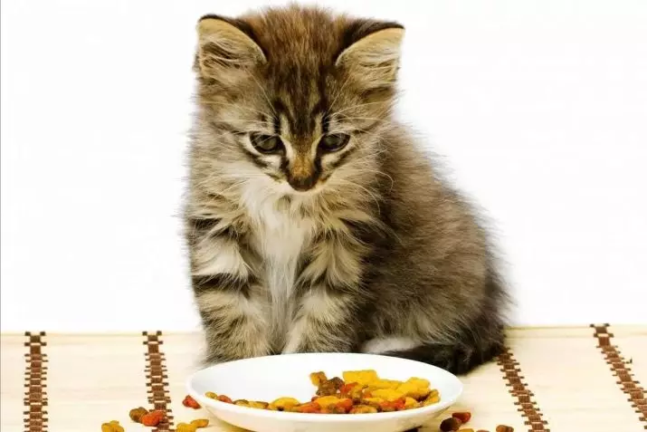 بلی کے بچے کے لئے کھانا (31 فوٹو): چھوٹے بلی کے بچے کے لئے اچھے کھانے کا انتخاب کیسے کریں؟ بہترین مینوفیکچررز کی درجہ بندی جانوروں کی جائزہ 11852_5