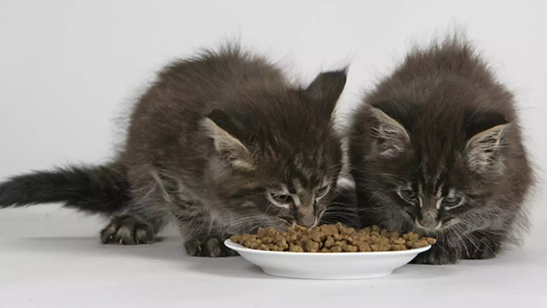 بلی کے بچے کے لئے کھانا (31 فوٹو): چھوٹے بلی کے بچے کے لئے اچھے کھانے کا انتخاب کیسے کریں؟ بہترین مینوفیکچررز کی درجہ بندی جانوروں کی جائزہ 11852_6