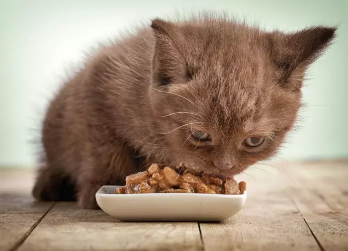 Pārtika kaķēniem (31 fotogrāfijas): kā izvēlēties labu ēdienu maziem kaķēniem? Labāko ražotāju vērtējums. Veterinārārstu atsauksmes 11852_7
