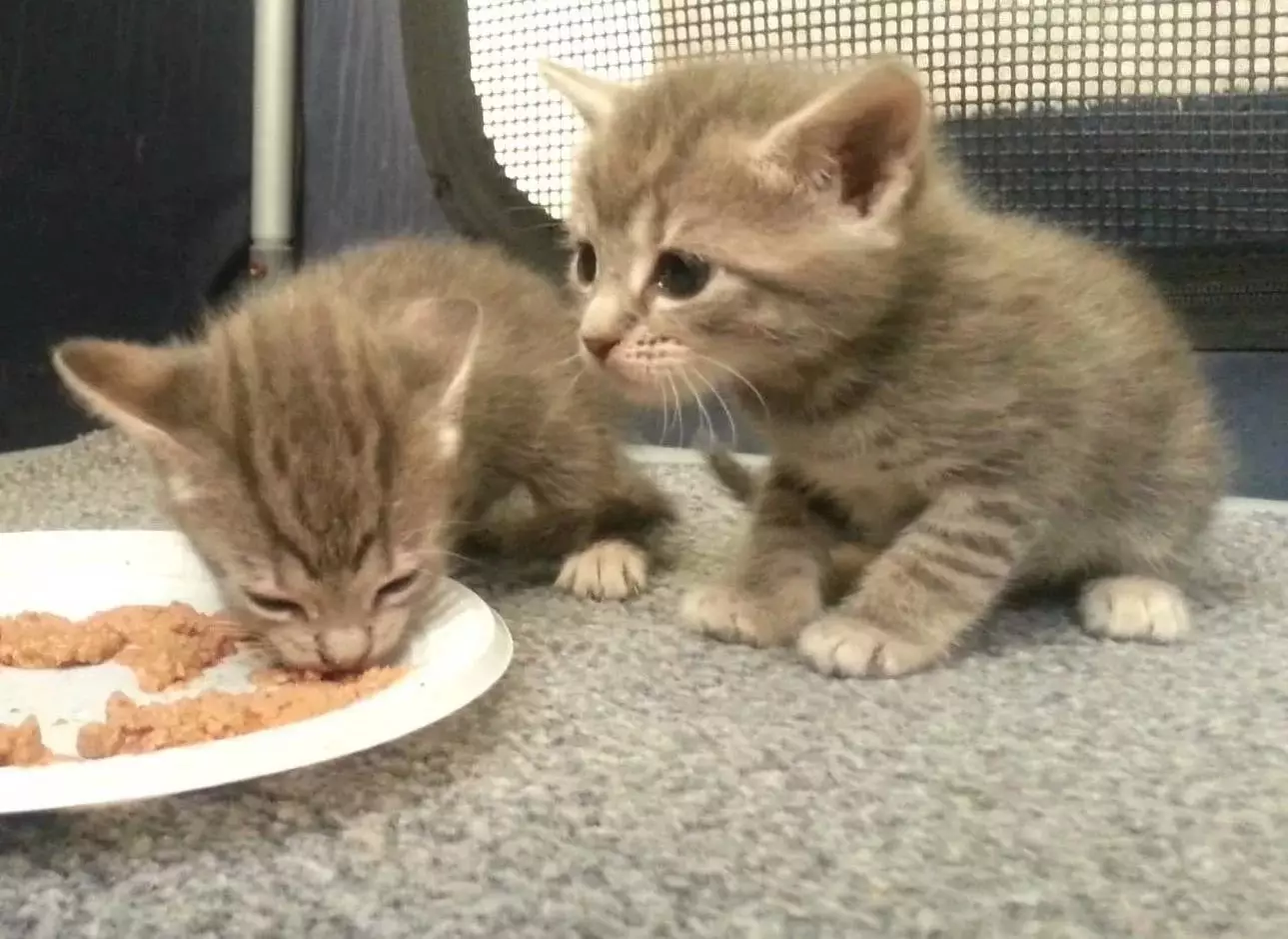 Храна за мачиће (31 фотографије): Како бирати добру храну за мале мачиће? Оцена најбољих произвођача. Ветеринарски рецензије 11852_8
