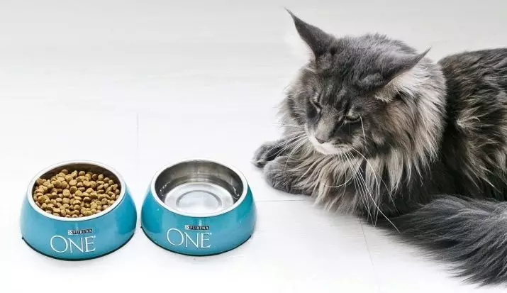 Alimentos para gatos esterilizados: Clasificación das mellores marcas para gatos e gatitos castrados, comentarios e consellos de veterinarios. Como alimentar? 11853_10
