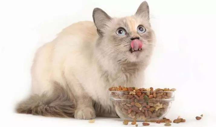 Sterillenmiş kediler için yemekler: kısırlaştırılmış kediler, yavru kedi yavruları, gözden geçiren en iyi markaların değerlendirmesi, veterinerlerin yorumları ve ipuçları. Nasıl beslenir? 11853_19