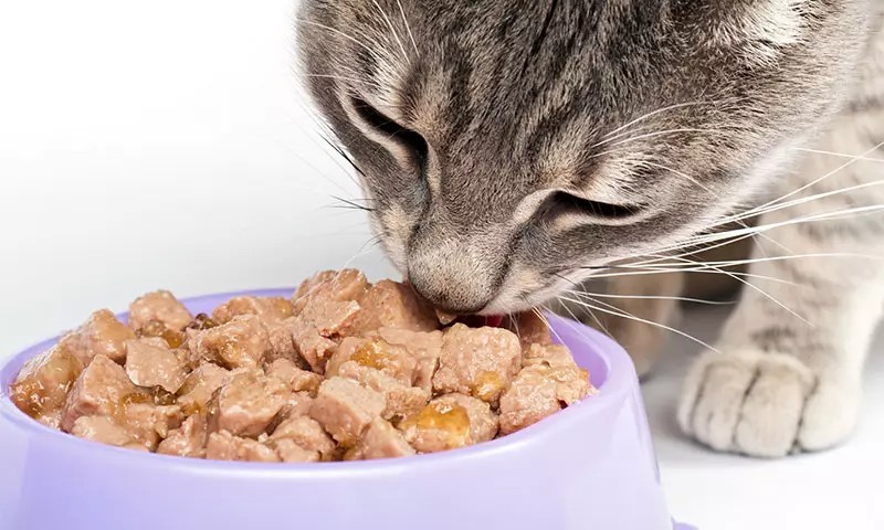 Храна за стерилизирани мачки: рејтинг на најдобрите брендови за стерични мачки и мачиња, прегледи и совети од ветеринари. Како да се хранат? 11853_7