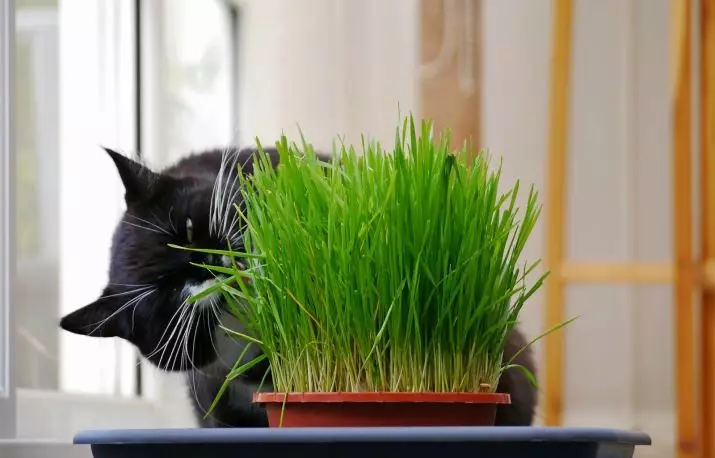 Храна за стерилизирани котки: Оценка от най-добрите марки за кастрирани котки и котенца, коментари и съвети на ветеринарните лекари. Как да се хранят? 11853_8