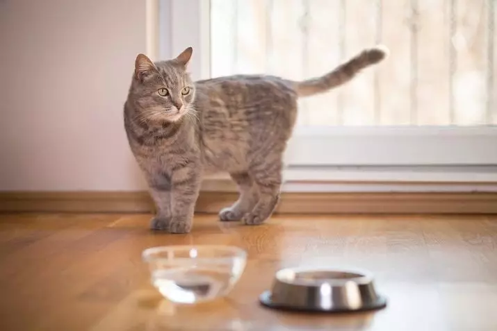 Храна за стерилизирани котки: Оценка от най-добрите марки за кастрирани котки и котенца, коментари и съвети на ветеринарните лекари. Как да се хранят? 11853_9