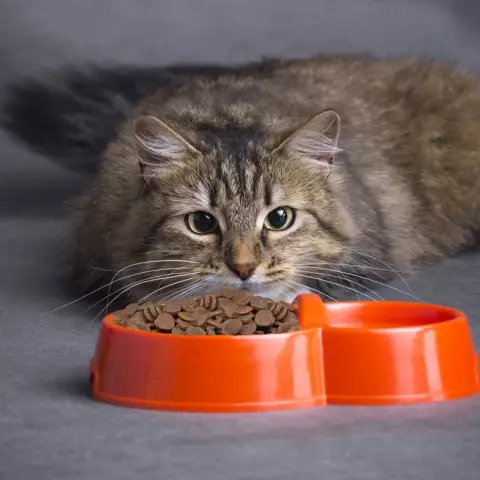 איך ללמד חתול לירוך יבש? איך לתרגם חתול עם מזון טבעי להאכיל רטוב על יבש? טעויות נפוצות 11854_10