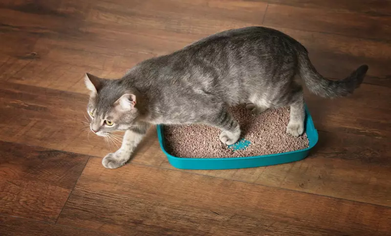 Hvordan lære en katt å tørke sternen? Hvordan å oversette en katt med naturlig mat og våtmat på tørr? Vanlige feil 11854_11