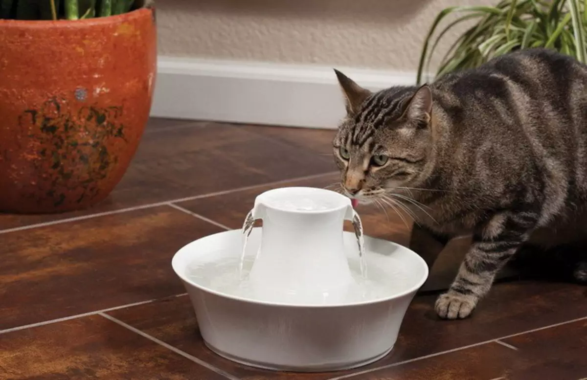 Como ensinar a un gato a secar a popa? Como traducir un gato con alimentos naturais e alimentación mollada en seco? Erros comúns 11854_13