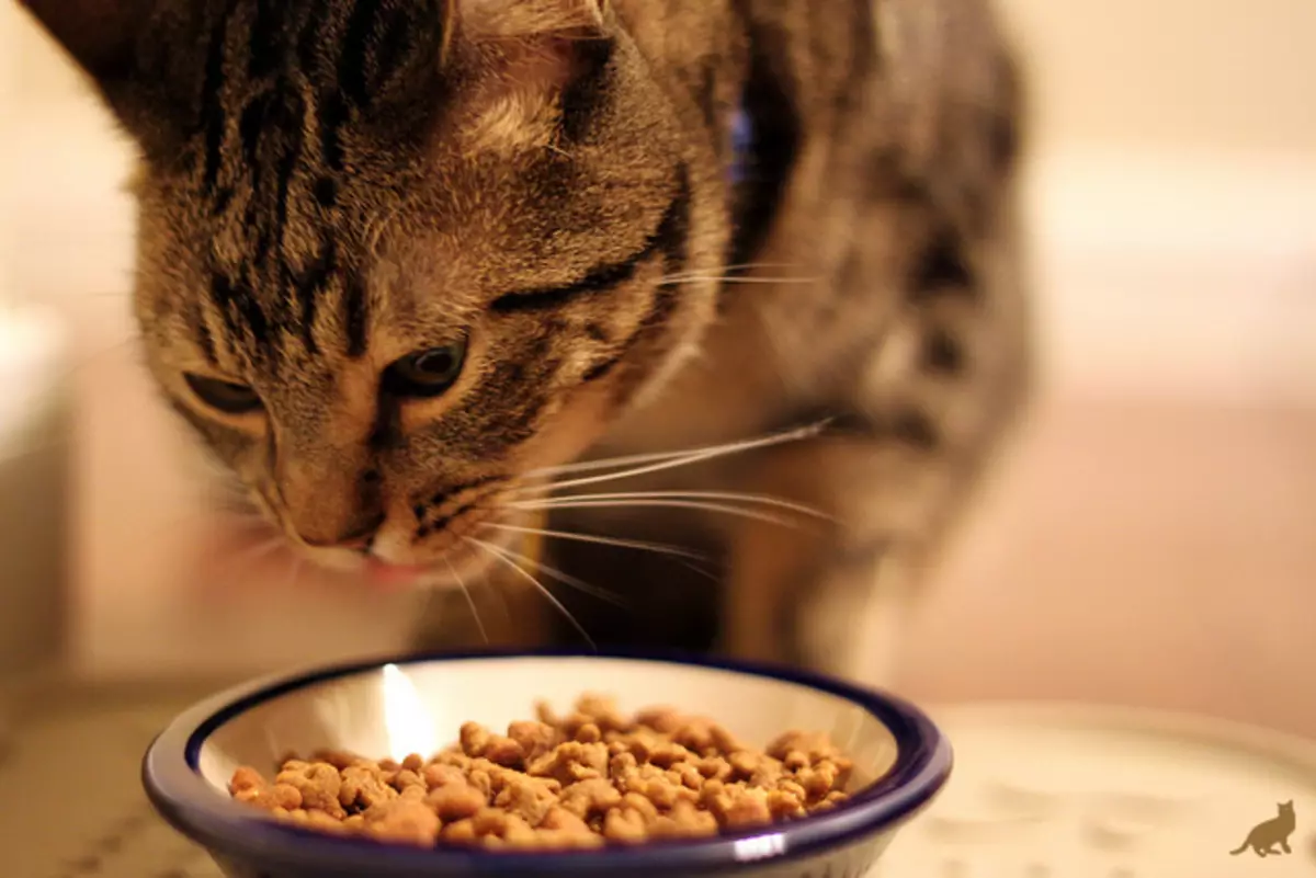 Bagaimana cara mengajar kucing untuk mengeringkan buritan? Bagaimana cara menerjemahkan kucing dengan makanan alami dan pakan basah pada kering? Kesalahan Umum 11854_14