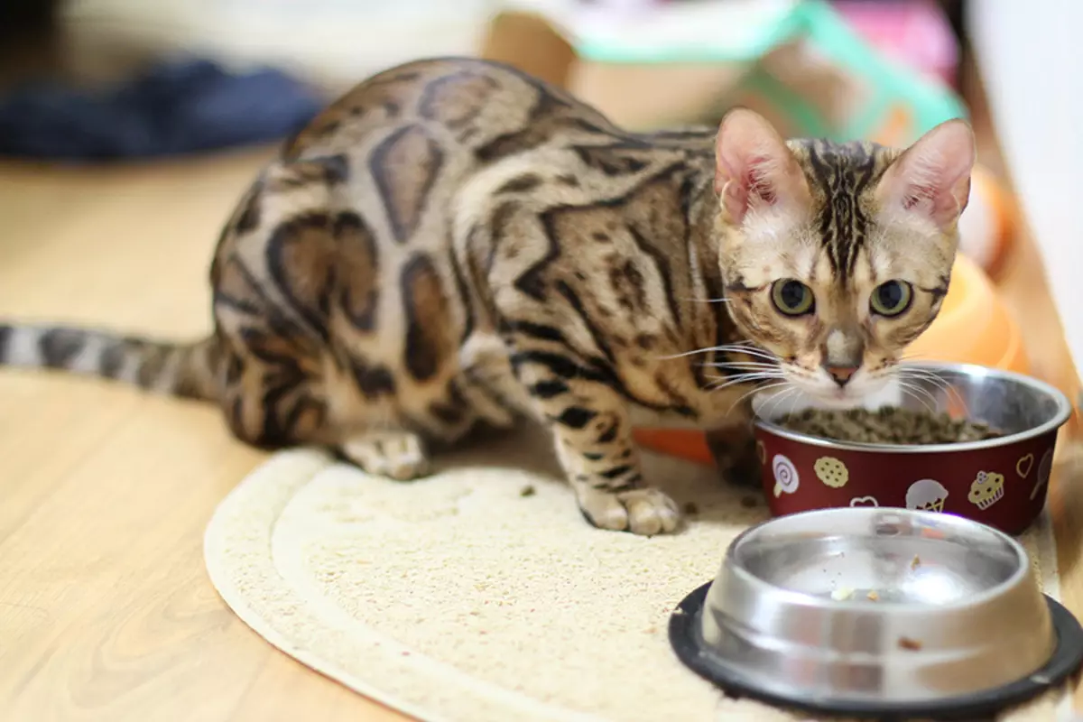 Bagaimana cara mengajar kucing untuk mengeringkan buritan? Bagaimana cara menerjemahkan kucing dengan makanan alami dan pakan basah pada kering? Kesalahan Umum 11854_17