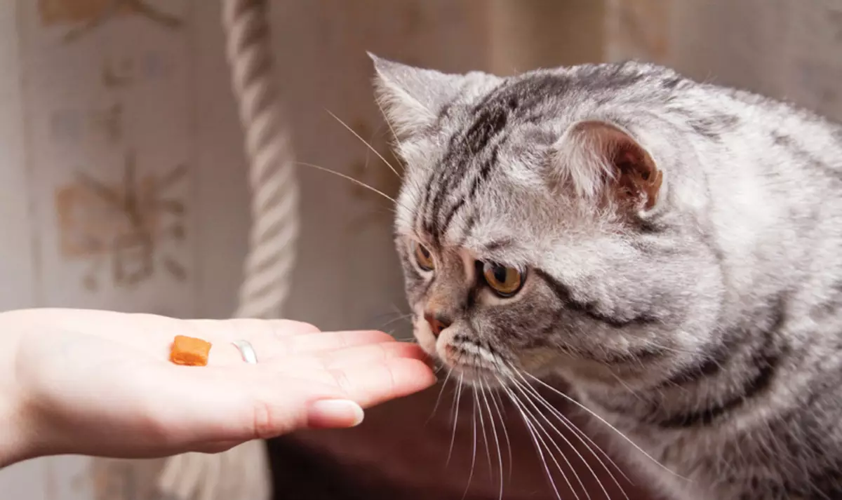 Bagaimana cara mengajar kucing untuk mengeringkan buritan? Bagaimana cara menerjemahkan kucing dengan makanan alami dan pakan basah pada kering? Kesalahan Umum 11854_21