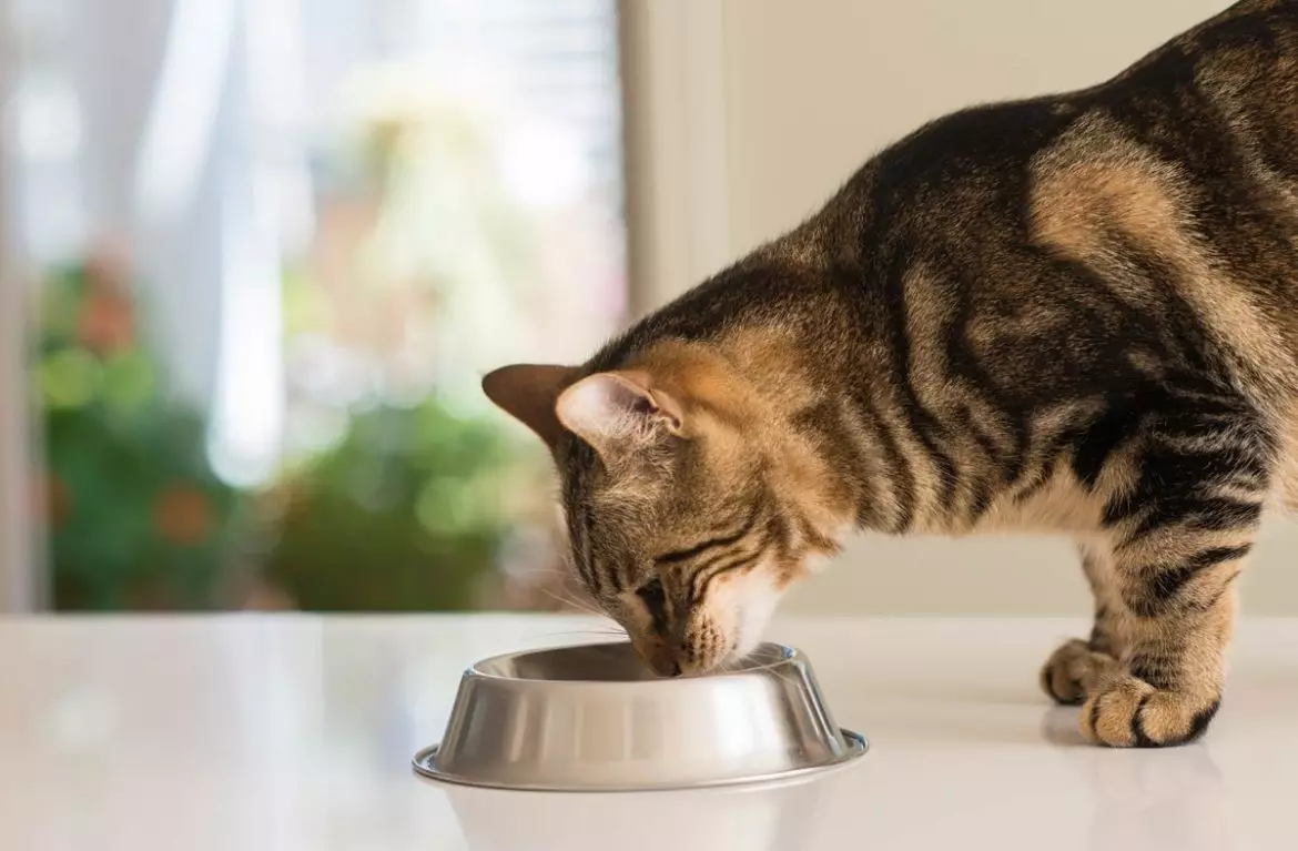 Como ensinar a un gato a secar a popa? Como traducir un gato con alimentos naturais e alimentación mollada en seco? Erros comúns 11854_25
