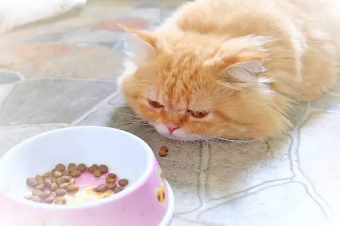 Bagaimana cara mengajar kucing untuk mengeringkan buritan? Bagaimana cara menerjemahkan kucing dengan makanan alami dan pakan basah pada kering? Kesalahan Umum 11854_5