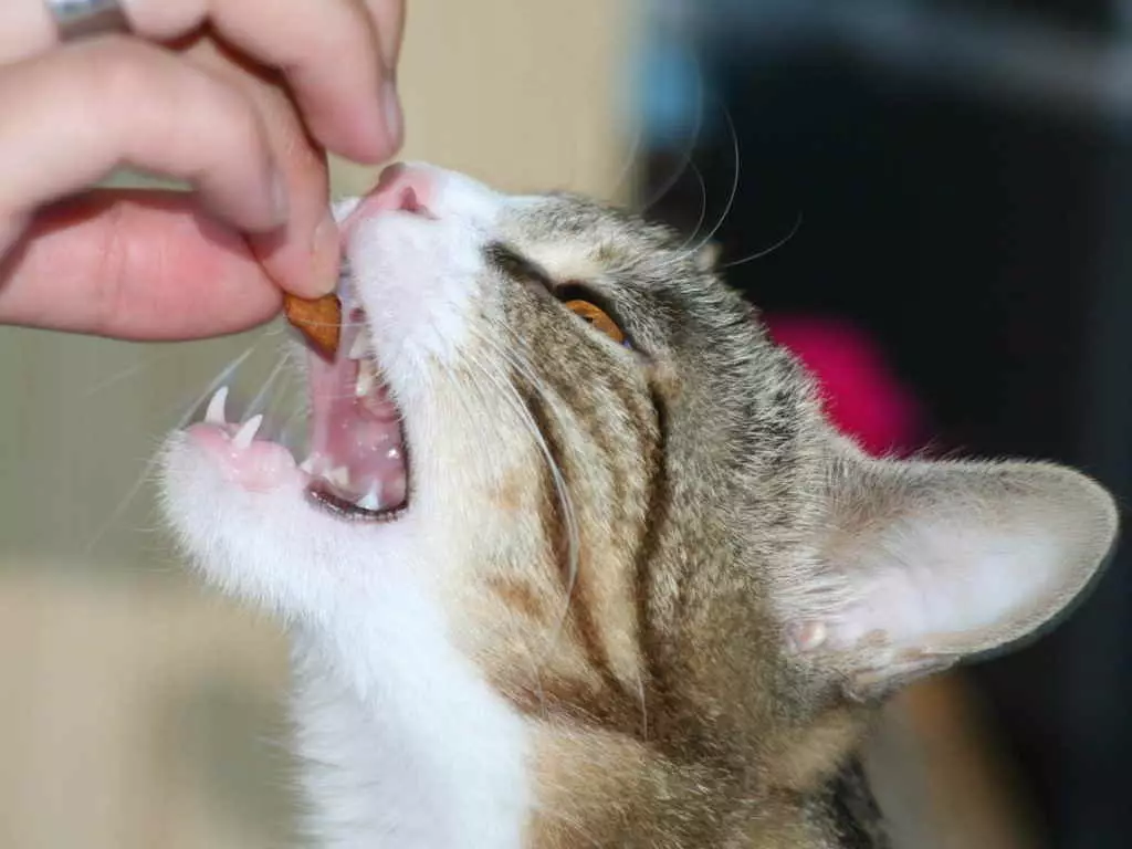 Hvordan lære en katt å tørke sternen? Hvordan å oversette en katt med naturlig mat og våtmat på tørr? Vanlige feil 11854_6