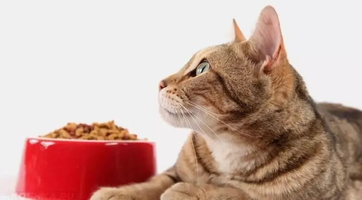 Bagaimana cara mengajar kucing untuk mengeringkan buritan? Bagaimana cara menerjemahkan kucing dengan makanan alami dan pakan basah pada kering? Kesalahan Umum 11854_7