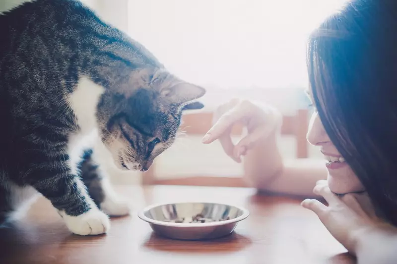 Bagaimana cara mengajar kucing untuk mengeringkan buritan? Bagaimana cara menerjemahkan kucing dengan makanan alami dan pakan basah pada kering? Kesalahan Umum 11854_9