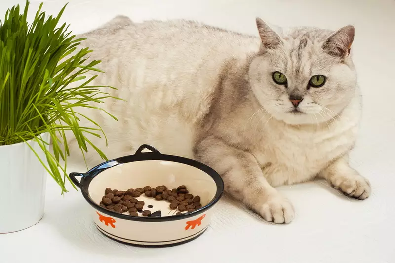 Τι κάνει τα τρόφιμα για γάτες; Ανάλυση της σύνθεσης τροφοδοσίας αιλουροειδών. Τι είναι η ταυρίνη; Γιατί χρειάζεστε τέφρα και κοτόπουλο; 11856_29