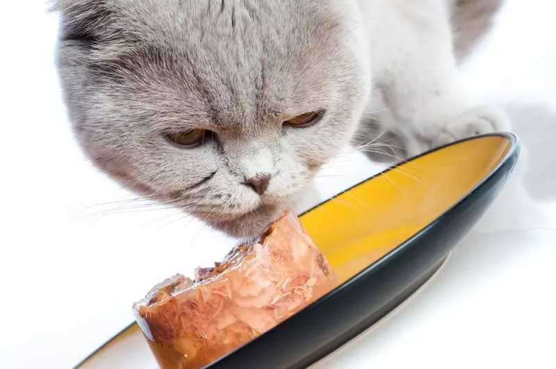 Τι κάνει τα τρόφιμα για γάτες; Ανάλυση της σύνθεσης τροφοδοσίας αιλουροειδών. Τι είναι η ταυρίνη; Γιατί χρειάζεστε τέφρα και κοτόπουλο; 11856_32