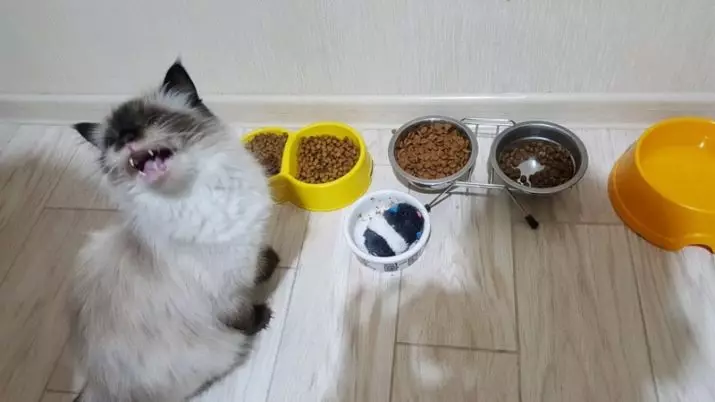 Τι κάνει τα τρόφιμα για γάτες; Ανάλυση της σύνθεσης τροφοδοσίας αιλουροειδών. Τι είναι η ταυρίνη; Γιατί χρειάζεστε τέφρα και κοτόπουλο; 11856_34